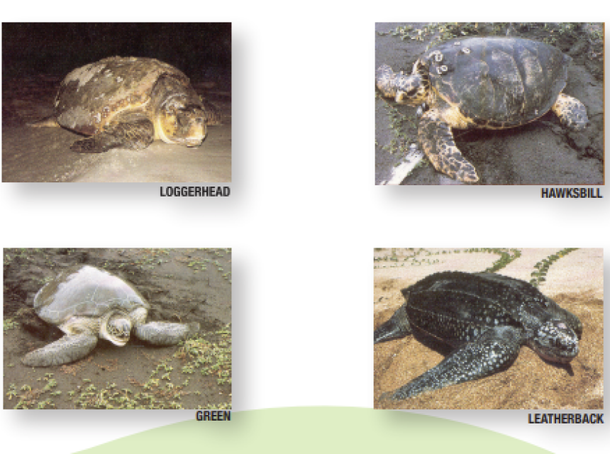 Department of Agriculture and Fisheries Announces Closed Season for Sea Turtles