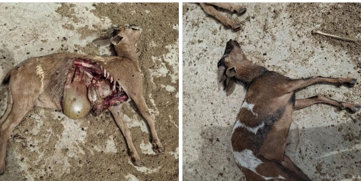 Agriculture Department Urges Dog Owners to Prevent Livestock Attacks